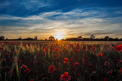 Poppyflower at sunset
