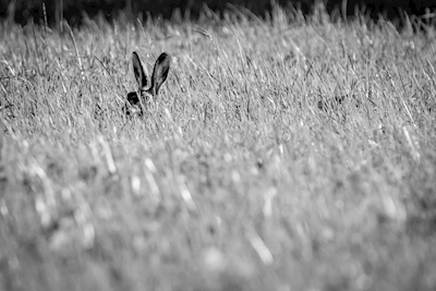 Hare i högt gräs