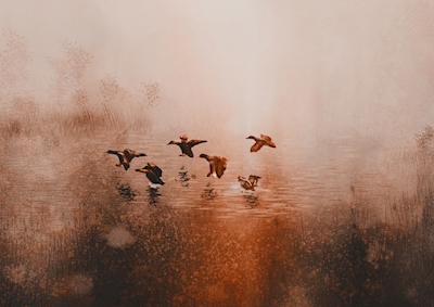 Ducks Landing