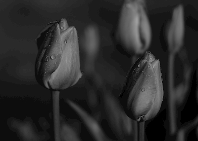 zwart-witte tulpen