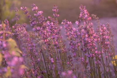 lavender in evening light