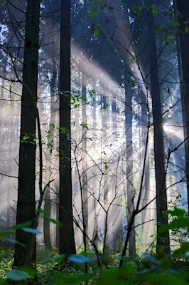 In the light in the forest 