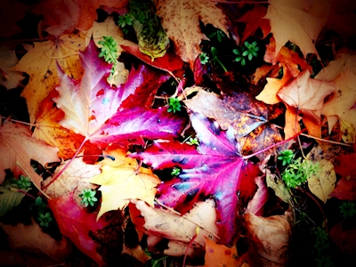 Folhas de outono.