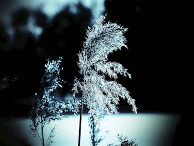 reed in winter light.
