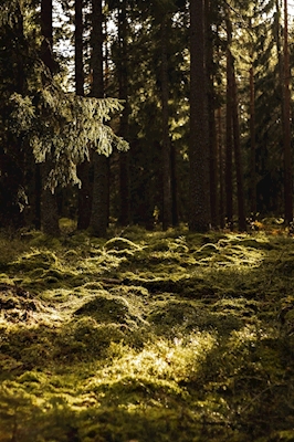 Forêt suédoise