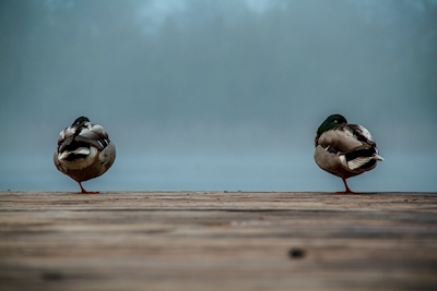 Zwei Enten auf einem Bein