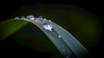 Water drop on blade of grass