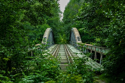 Bridge in green forest