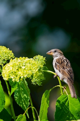 House sparrow in the hydrangea