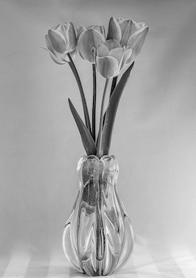 Tulipan svart og hvitt