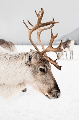 Reindeer Portrait In Norway