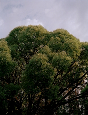 Bomen in Golden Hour