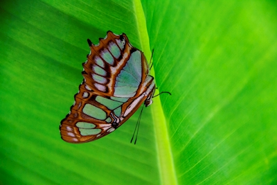 Vlinder op palmbladeren