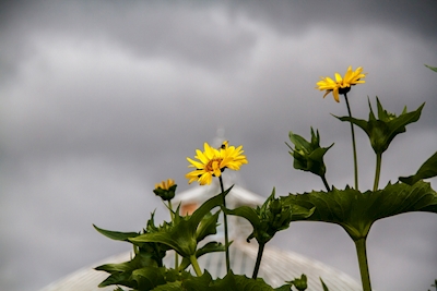 Sonnenblume vor Regen
