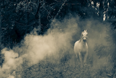 horse in smoke