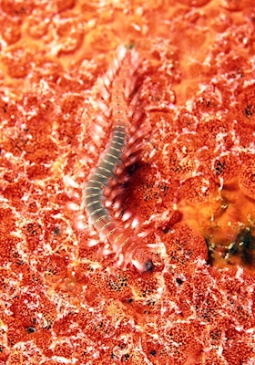 Ohnivý červ na ohnivém korálu
