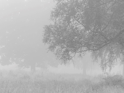 Łąka we mgle