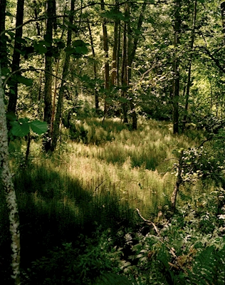 Helsinský ostrovní les