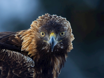 The mighty Golden Eagle