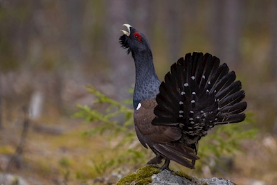 Capercaillie pose