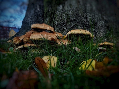 Sienet syksyllä 