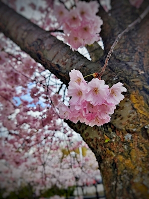Flor de cerejeira 