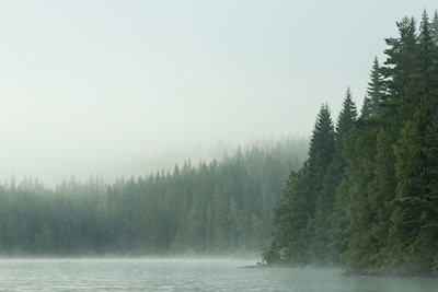 Świerkowy las w porannej mgle
