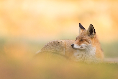 Fuchs beim entspannen