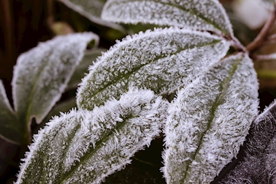 Frosted leaves no 2