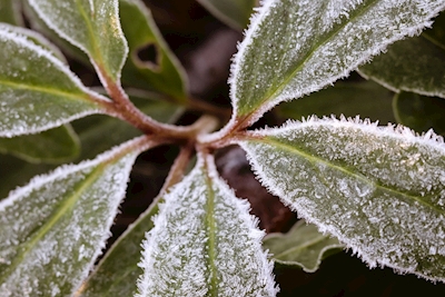 Frosted leaves no 1