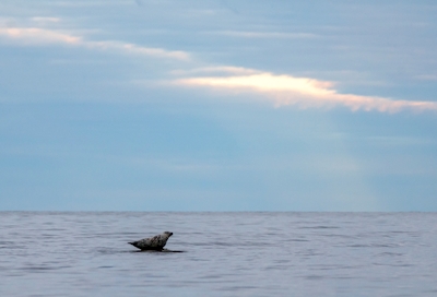 Phoque gris dans le golfe de Botnie