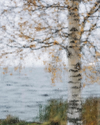 Autumn Through Rainy Window