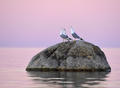 Der Seagull Choir singt "At Sea"