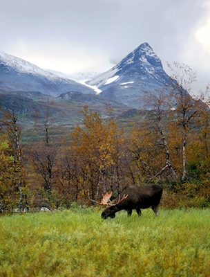 One of Sarek's great moose bul