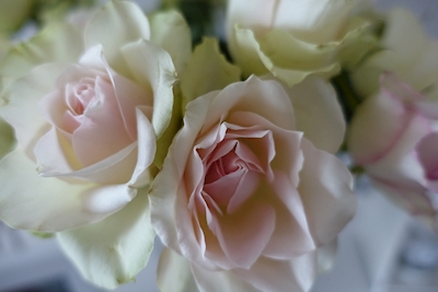 PinkHvide roser