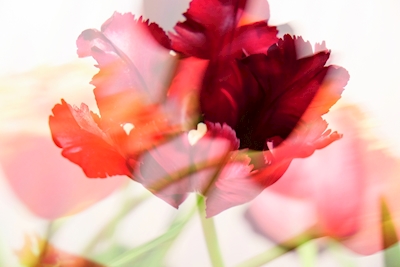 Rode tulpen