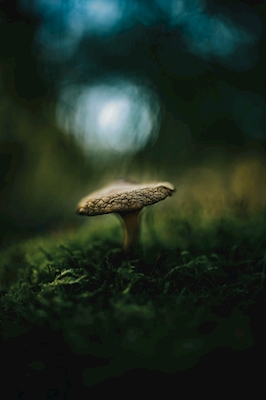 Painterly Mushroom