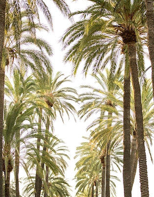 Palm träd aveny