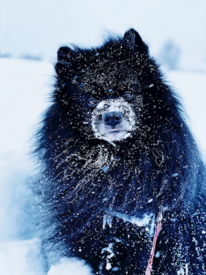 Cute dog in thr snow