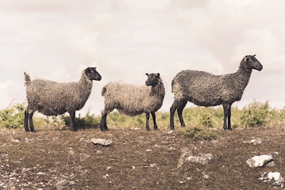 Lamb on a row