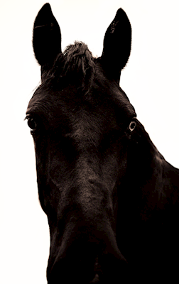 Musta hevonen
