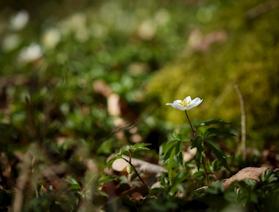 Ensom hvit anemone i skogen