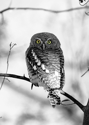 Owl in wintertime
