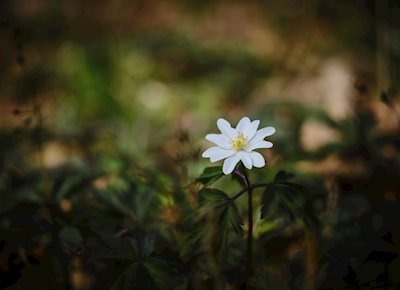 A wood anemone in the forest