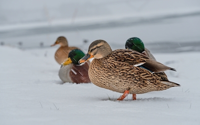 Um grupo de patos na neve