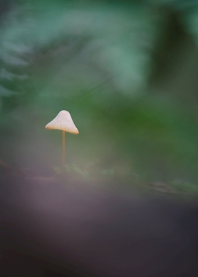En svamp i skoven