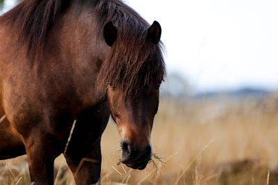 Cavallo islandese