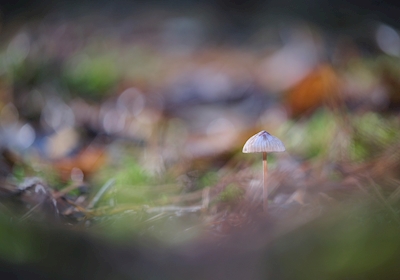 A small mushroom in the sun