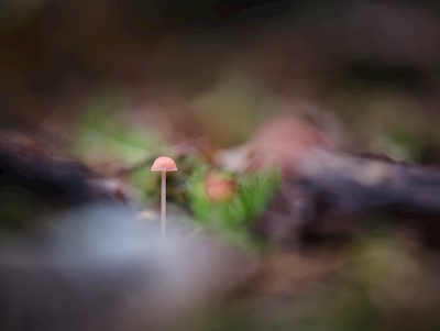 En liten rosa svamp i skogen
