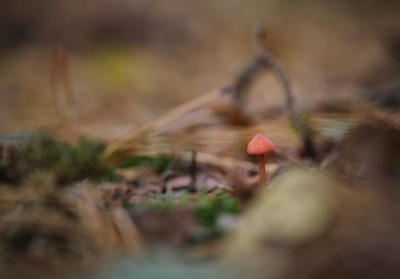 Un piccolo fungo rosso nella foresta